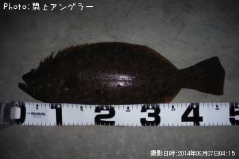 ヒラメ