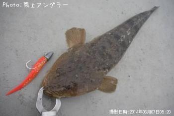 マゴチ