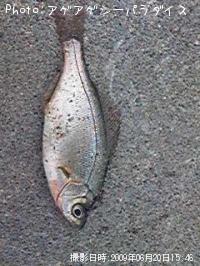 海タナゴ