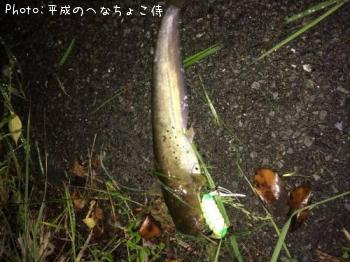 ナマズ