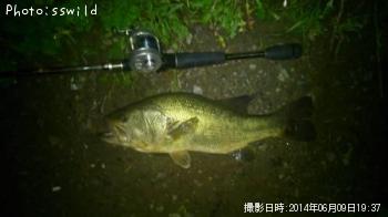 ブラックバス