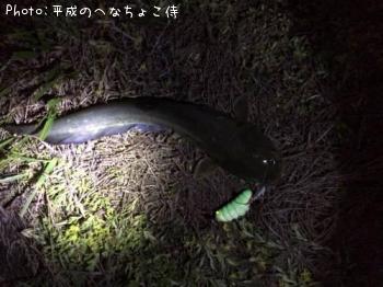 ナマズ