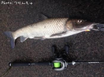 ニゴイ