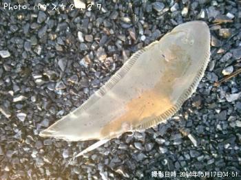 舌平目