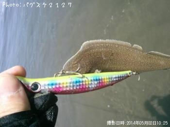 舌平目
