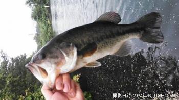 ブラックバス