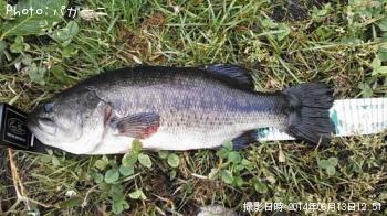 ブラックバス