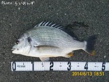 キビレ