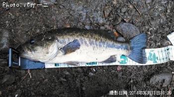ブラックバス