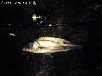 シーバス