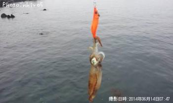アオリイカ