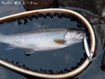 イワナ
