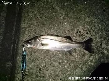 シーバス