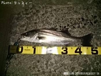 シーバス