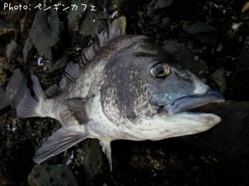 チヌ