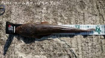 マゴチ