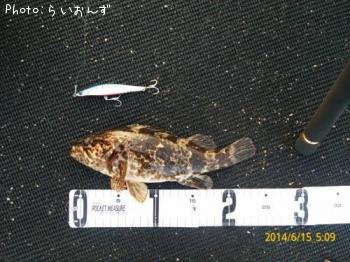 タケノコメバル