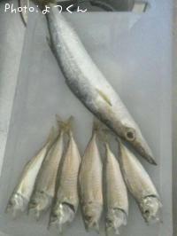 カマス