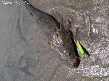 マゴチ