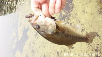 ラージマウスバス