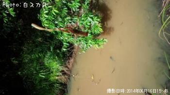 ザリガニ