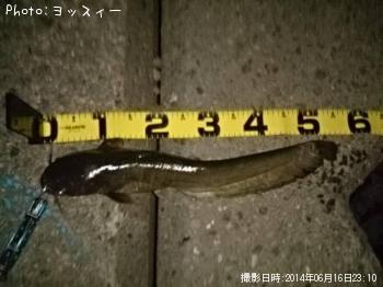 ナマズ～