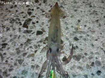 スルメイカ