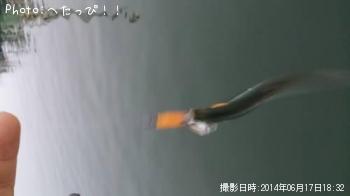 カタクチイワシ