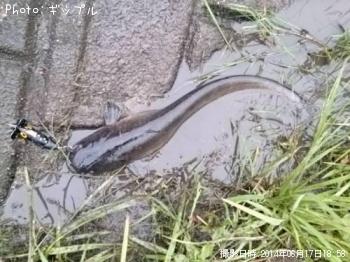 ナマズ