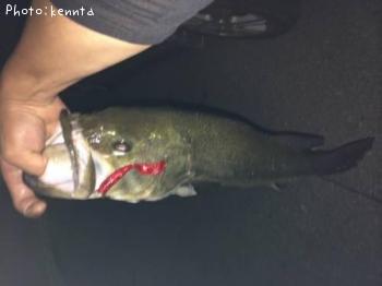 ブラックバス