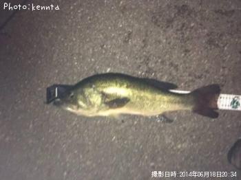 ブラックバス