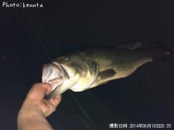 ブラックバス