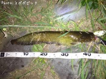 ナマズ