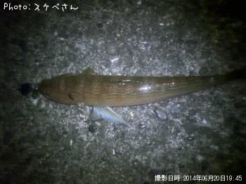 ェソ