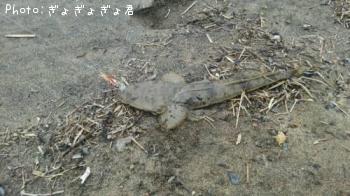 マゴチ