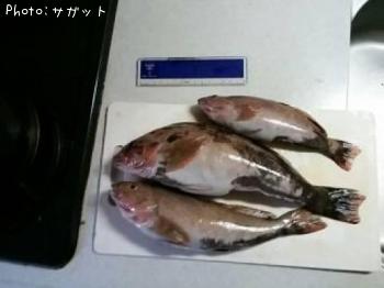アブラメ