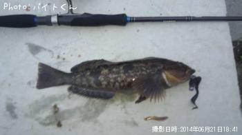 アイナメ