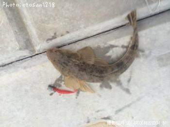 マゴチ