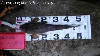 マゴチ