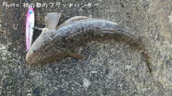 ޥ