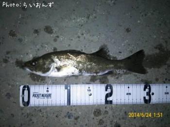 シーバス