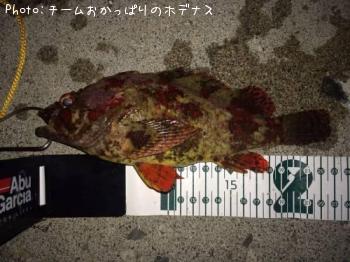 ヨロイメバル