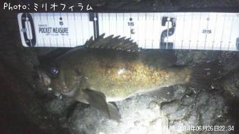 メバル