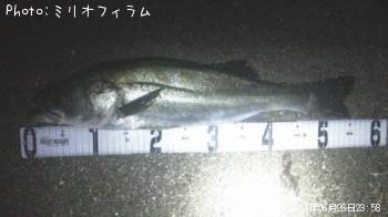 シーバス