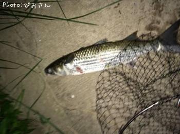 ボラ
