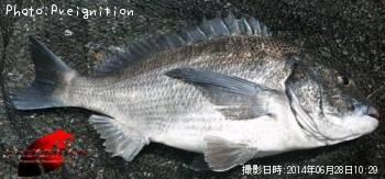 チヌ