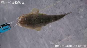 マゴチ