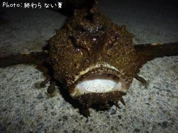 ˥
