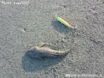 コチ