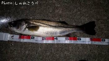 シーバス
